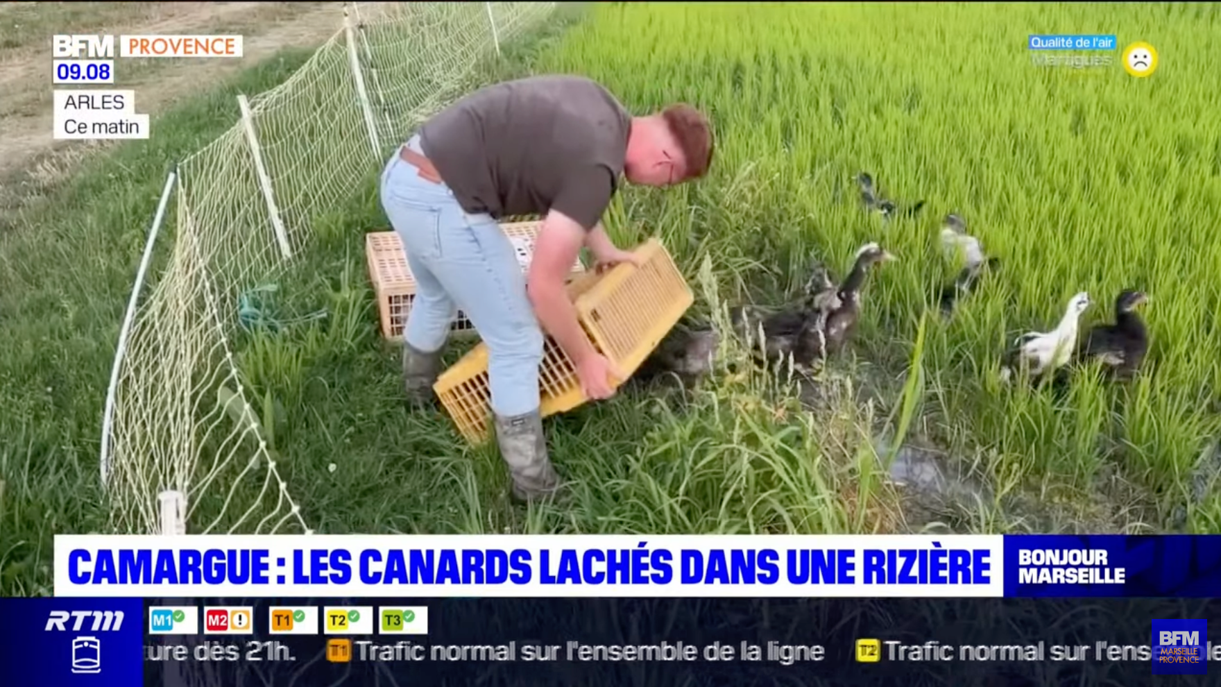 Charger la vidéo : Camargue : des canards lâchés dans une rizière
